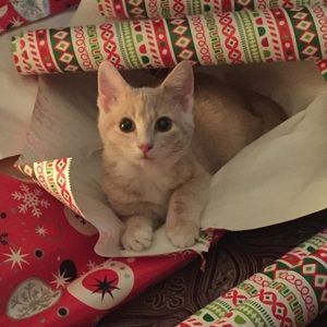 Meet your Posher, Haley